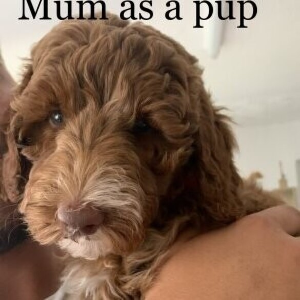 Goldendoodle - Both