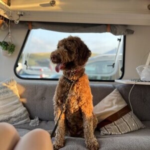 Goldendoodle - Both