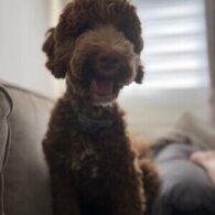 Goldendoodle - Both