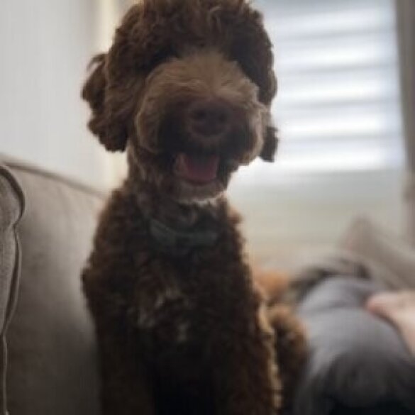Goldendoodle - Both