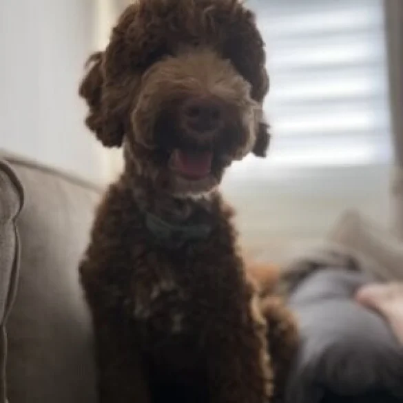 Goldendoodle - Both