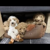 Goldendoodle - Both