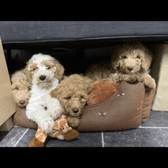 Goldendoodle - Both
