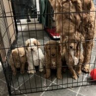 Goldendoodle - Both