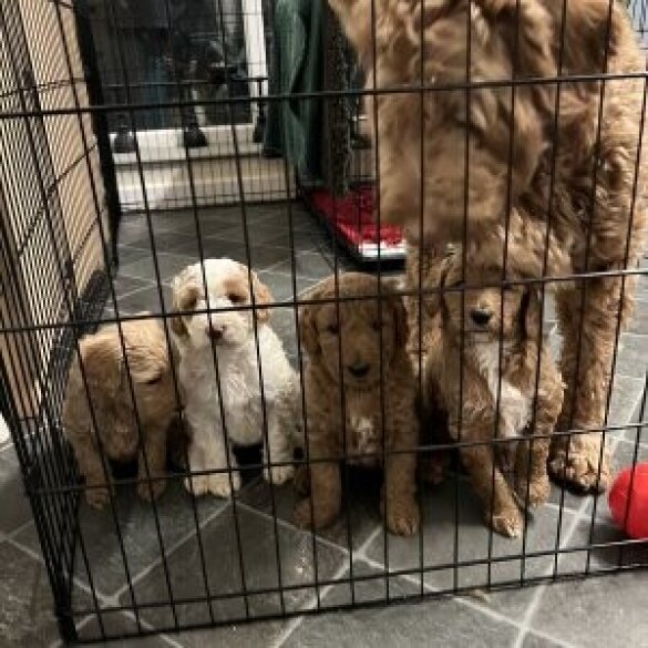 Goldendoodle - Both