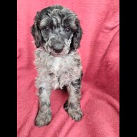 Goldendoodle - Both