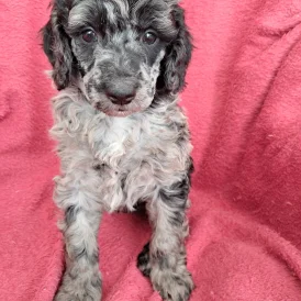 Goldendoodle - Both