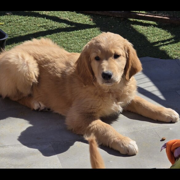 Goldendoodle - Both