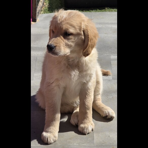 Goldendoodle - Both