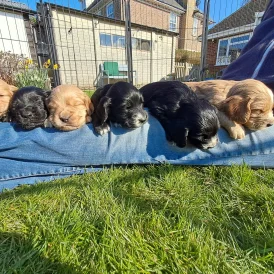 Cocker Spaniel (Working &amp; Show) - Both