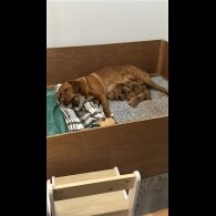 Fox Red Labradors - Both