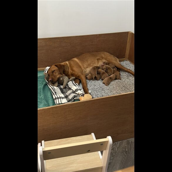 Fox Red Labradors - Both