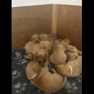 Fox Red Labradors - Both