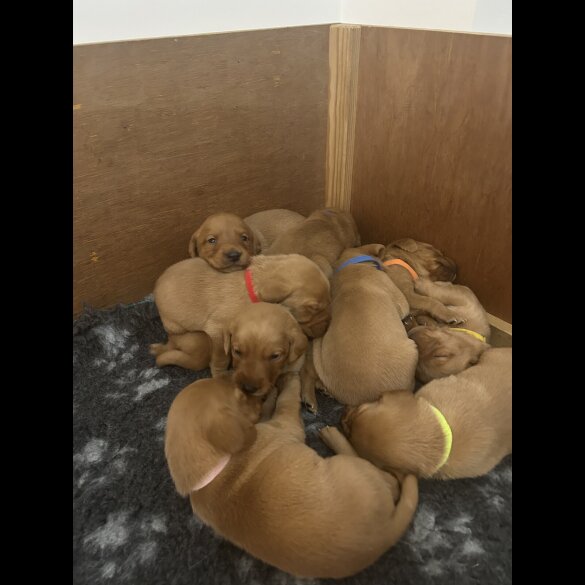 Fox Red Labradors - Both