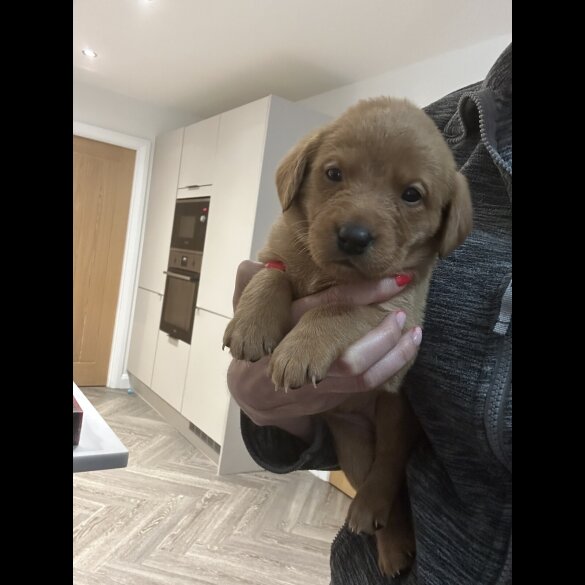 Fox Red Labradors - Both
