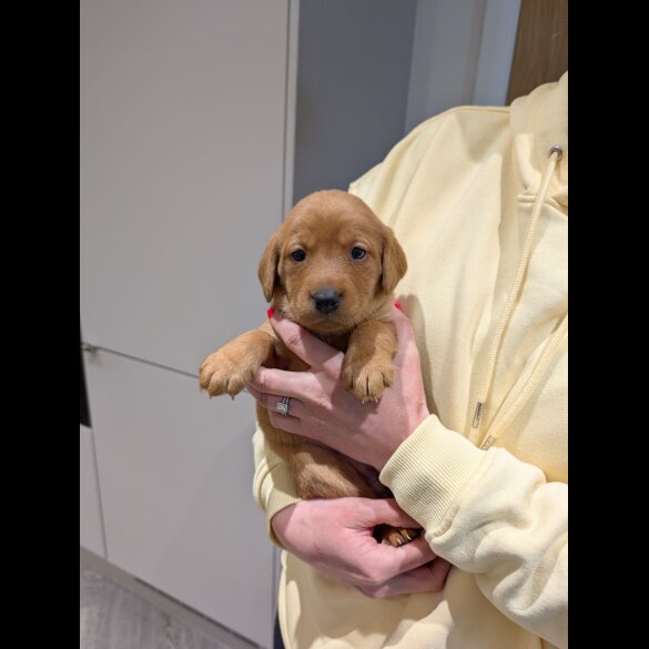 Fox Red Labradors - Both