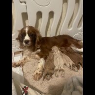Cavapoo - Both