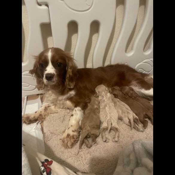 Cavapoo - Both