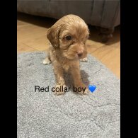 Cavapoo - Both