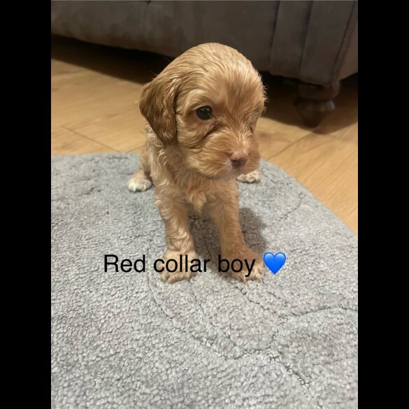 Cavapoo - Both