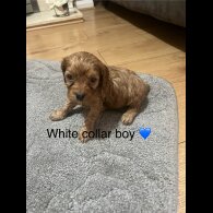Cavapoo - Both