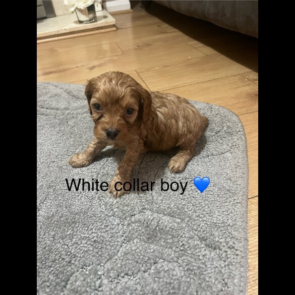 Cavapoo - Both