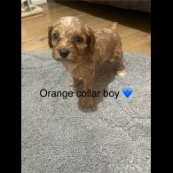 Cavapoo - Both