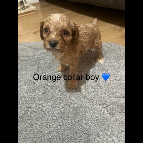 Cavapoo - Both