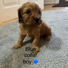 Cavapoo - Both