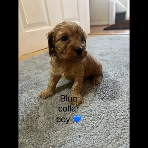 Cavapoo - Both