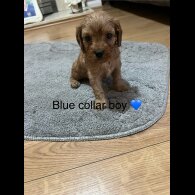 Cavapoo - Both