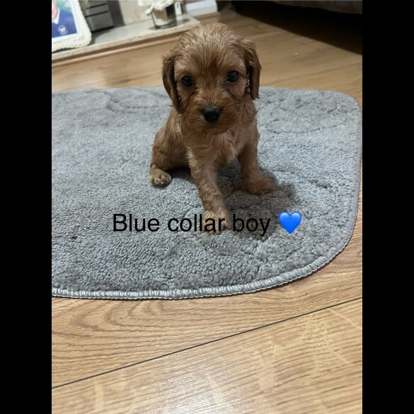 Cavapoo - Both