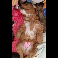 Cavapoo - Both