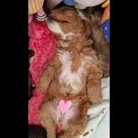 Cavapoo - Dogs