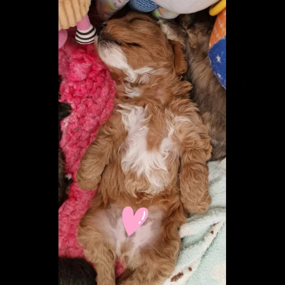 Cavapoo - Dogs