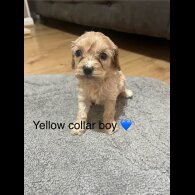 Cavapoo - Both