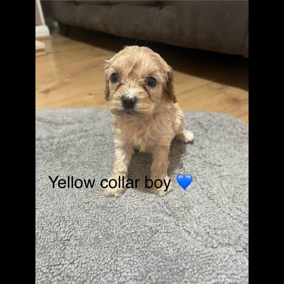 Cavapoo - Both