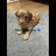 Cavapoo - Both