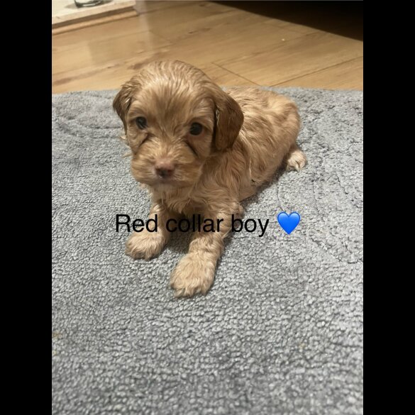 Cavapoo - Both