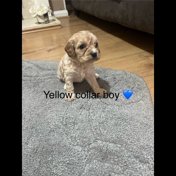 Cavapoo - Both