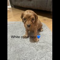 Cavapoo - Both