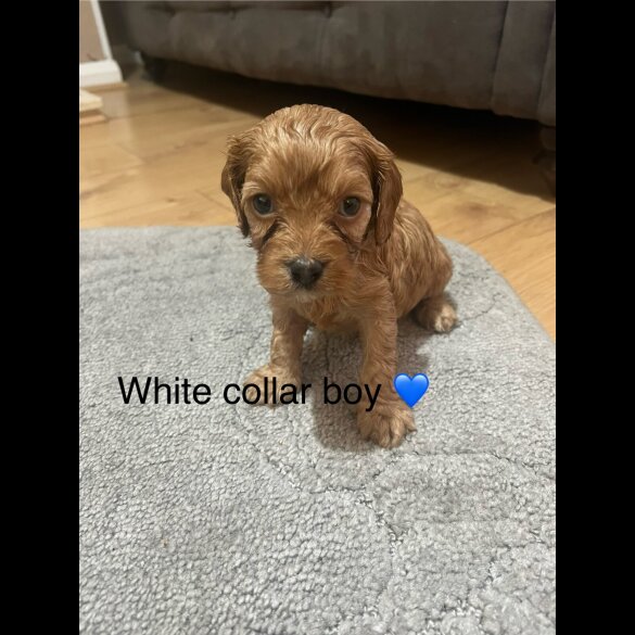 Cavapoo - Both