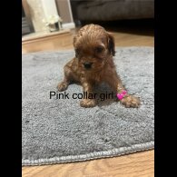 Cavapoo - Both