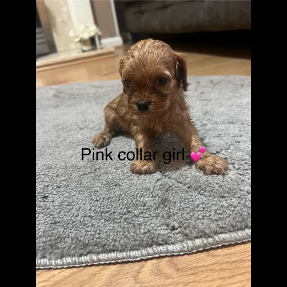 Cavapoo - Both