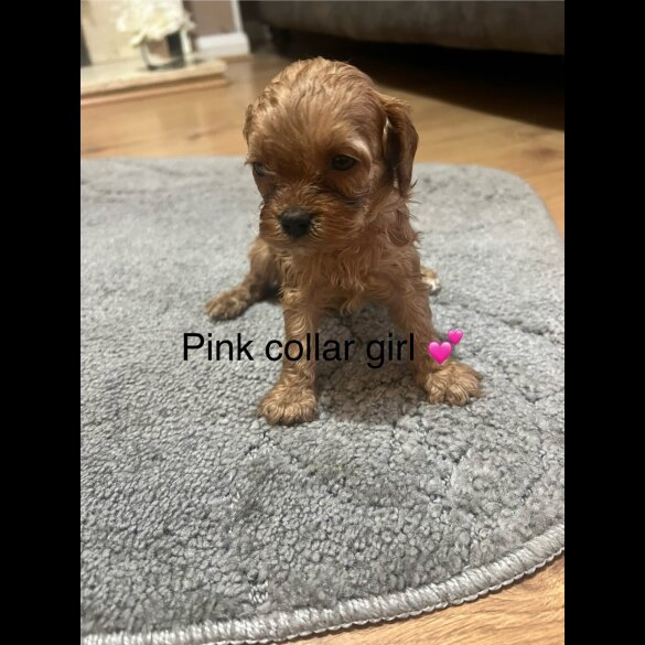 Cavapoo - Both