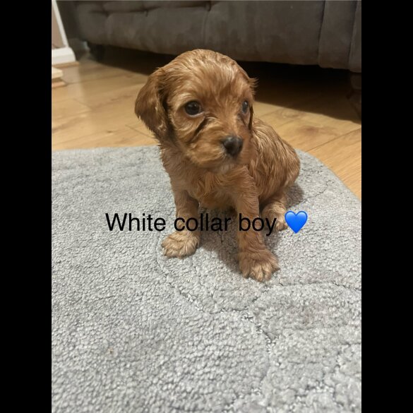 Cavapoo - Both