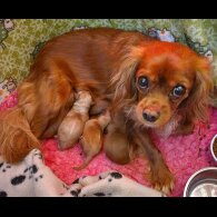 Cavapoo - Both