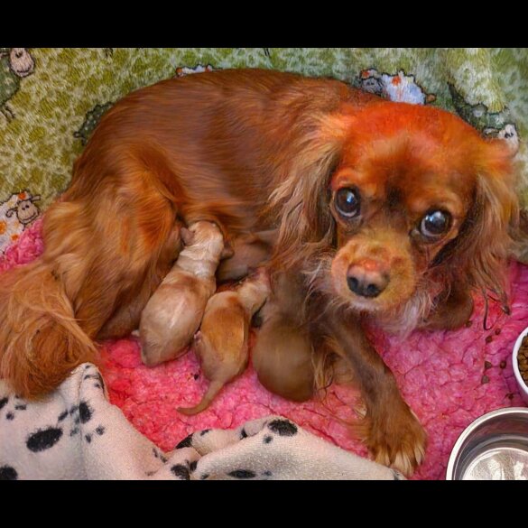 Cavapoo - Both