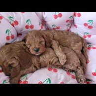 Cavapoo - Both