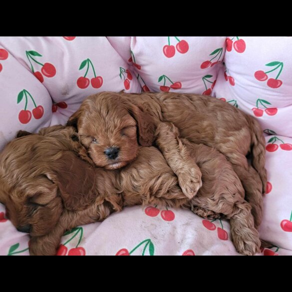 Cavapoo - Both